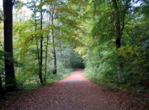 waldweg